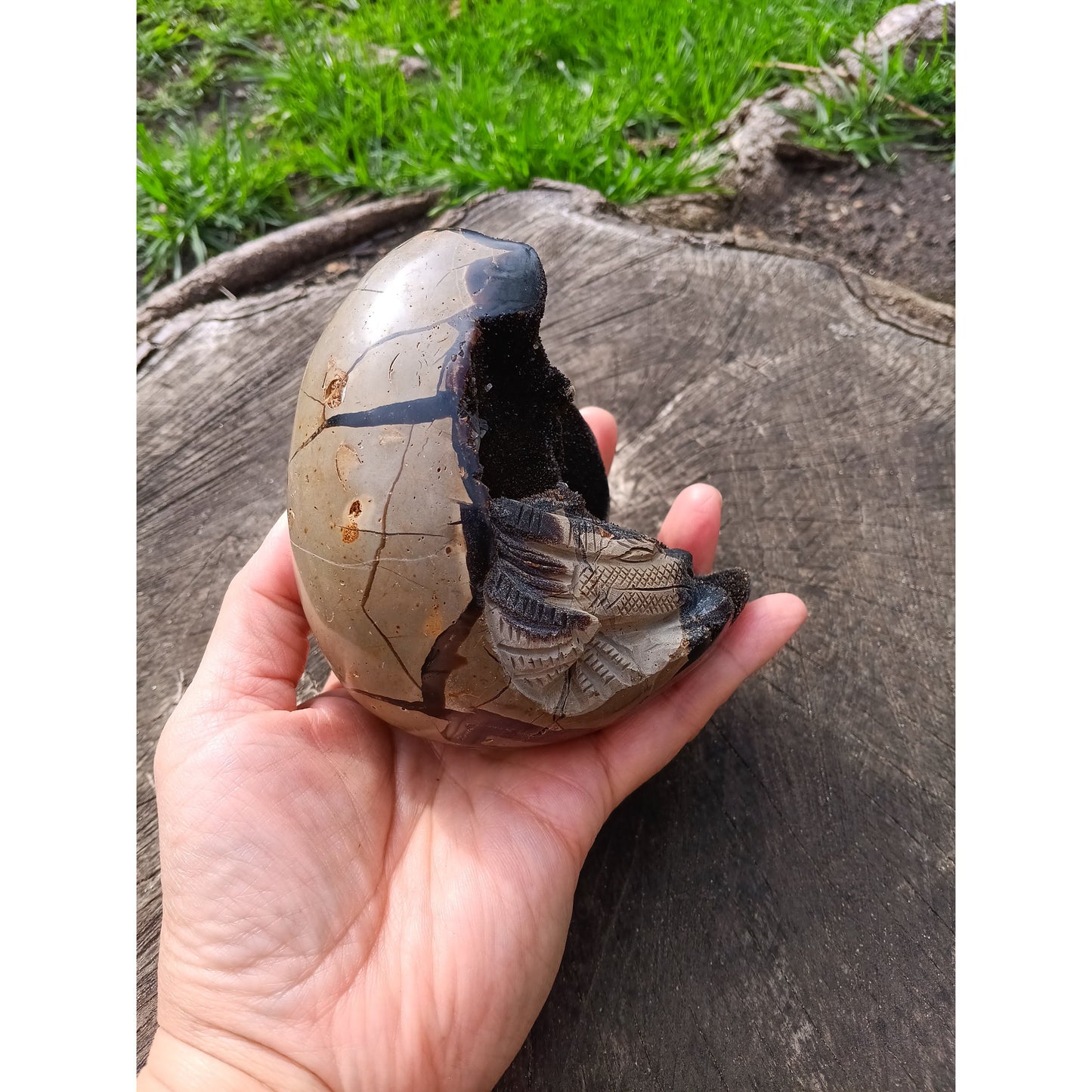 Septarian Dragon Egg | Grounding & Ancient Wisdom | 4.75" 2lb Crystal