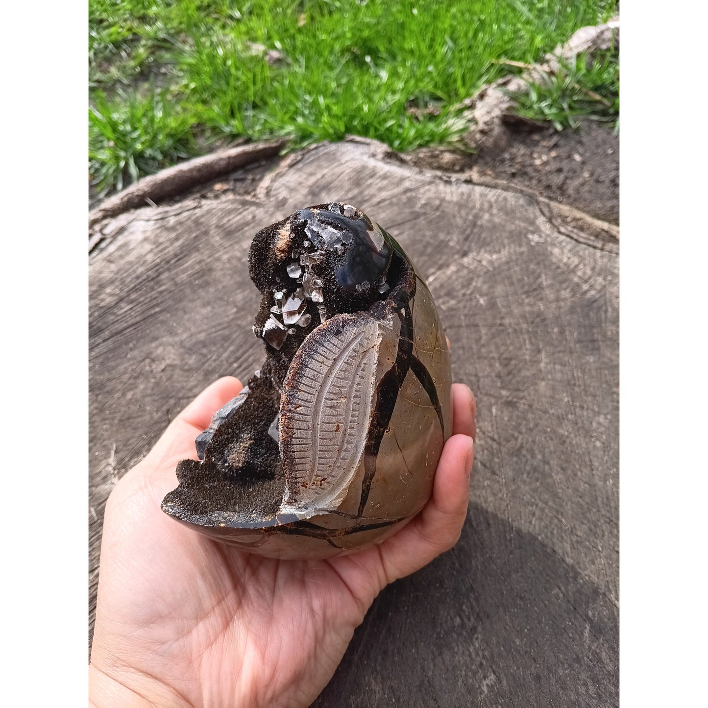 Septarian Dragon Egg | Grounding & Ancient Wisdom | 4.75" 2lb Crystal