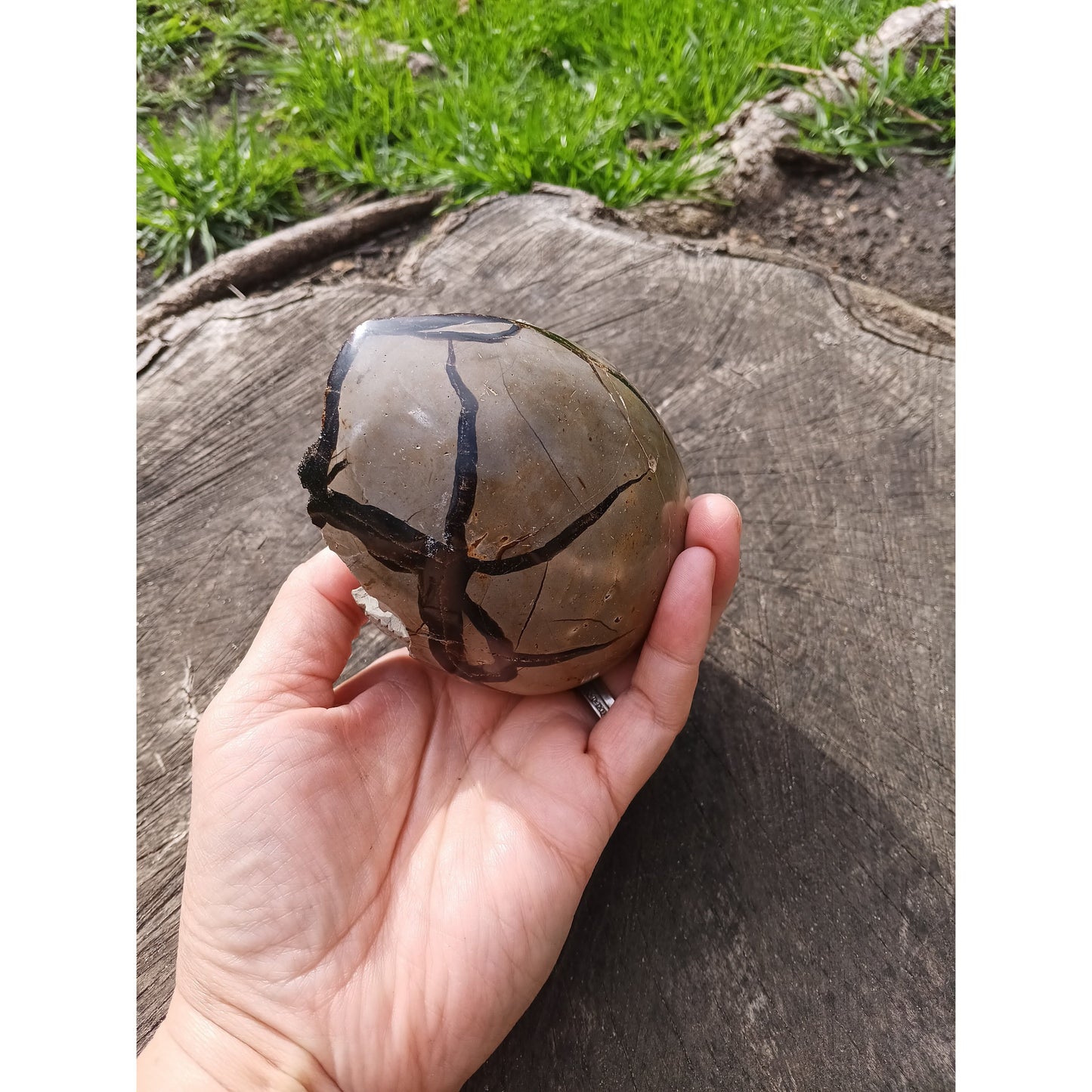 Septarian Dragon Egg | Grounding & Ancient Wisdom | 4.75" 2lb Crystal