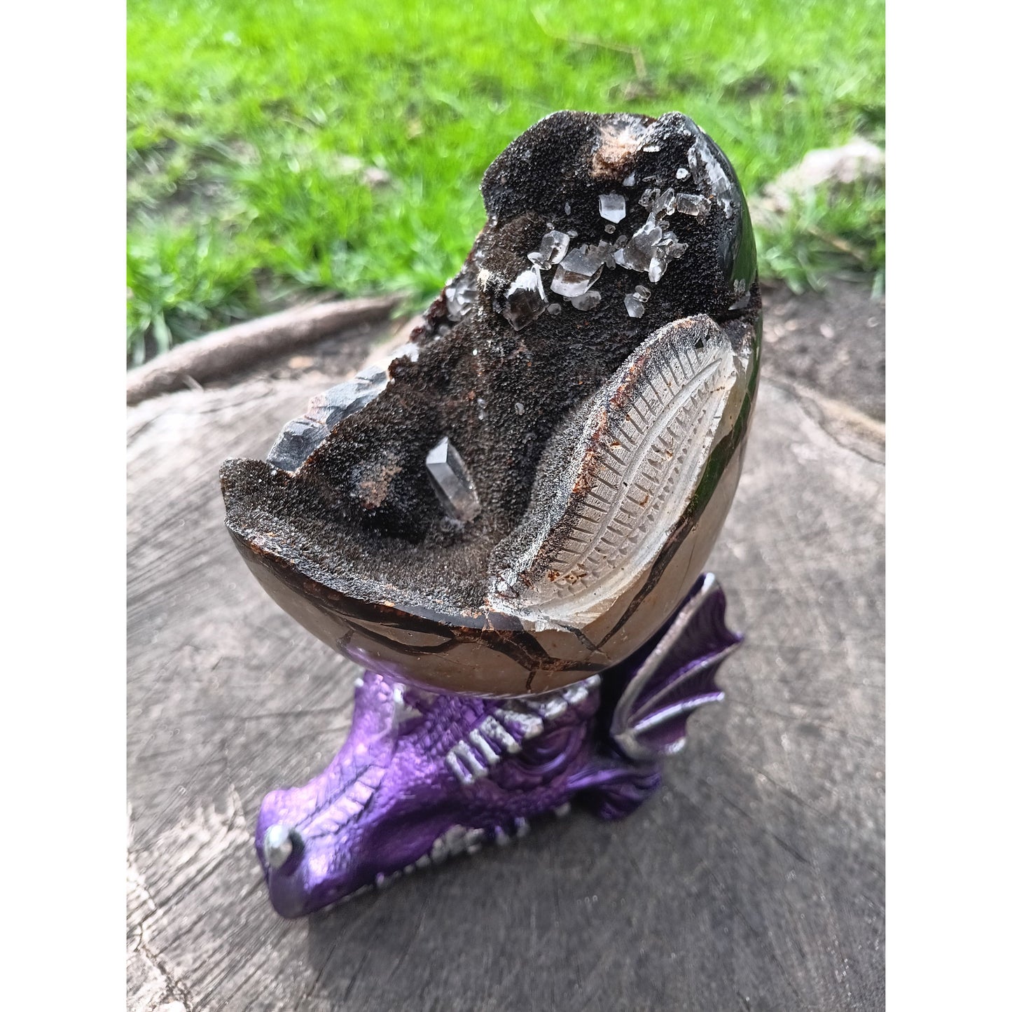 Septarian Dragon Egg | Grounding & Ancient Wisdom | 4.75" 2lb Crystal