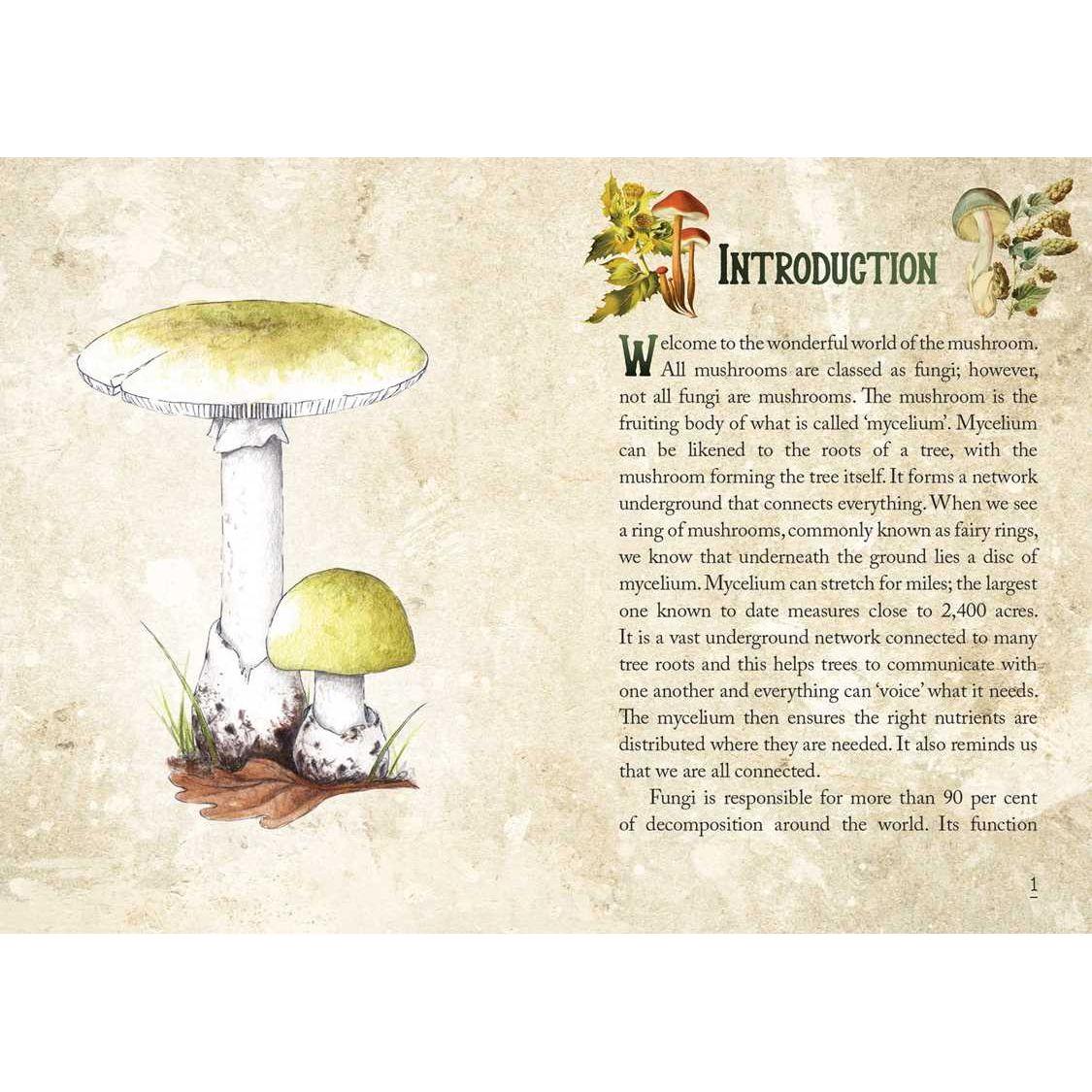 Mushroom Spirit Oracle Deck by Nicola McIntosh – 36 Illustrated Cards & Guidebook
